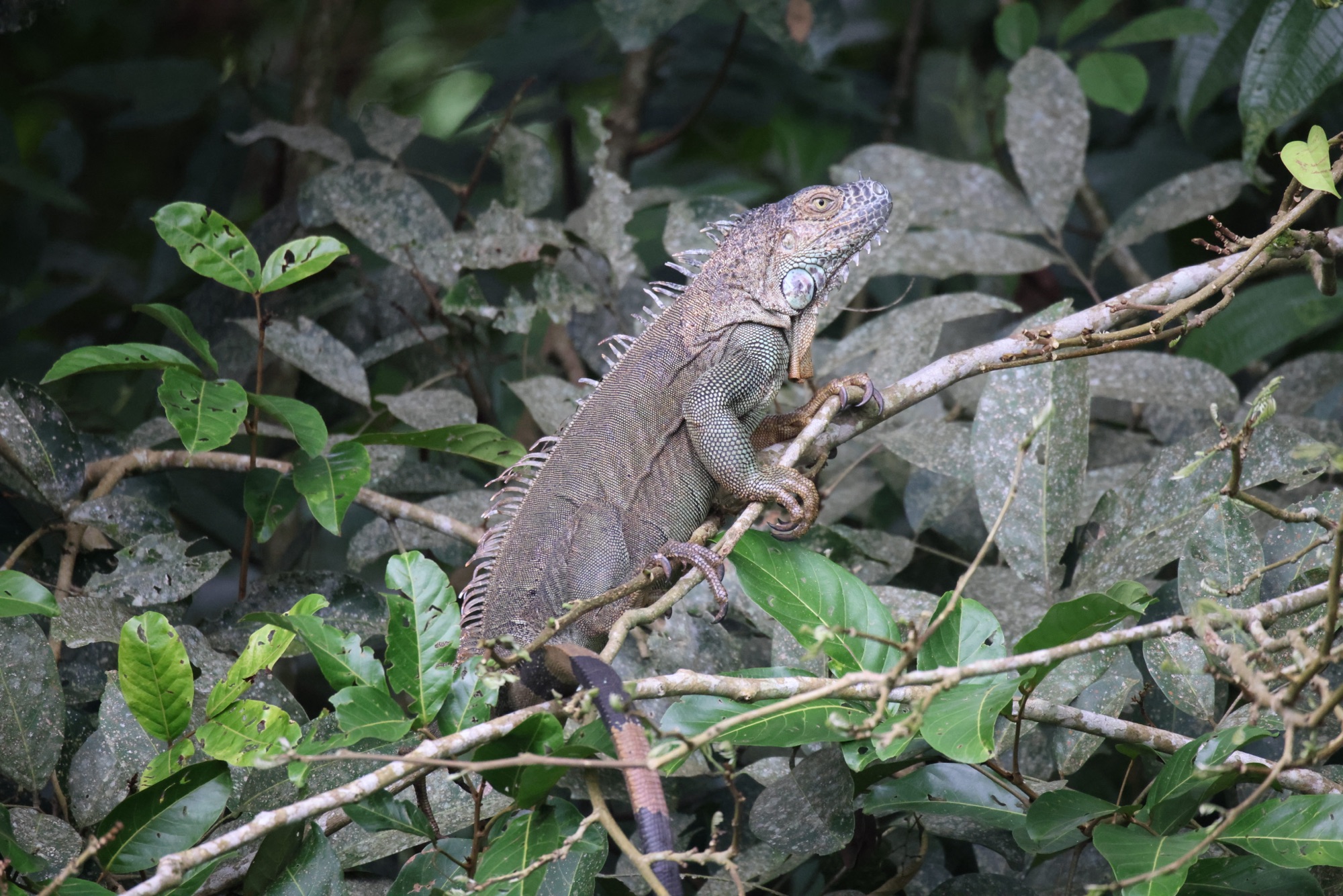 Day 3: 16th Feb 2024 – San José -> Braulio Carillo NP -> Gavilan Lodge, Sarapiqui