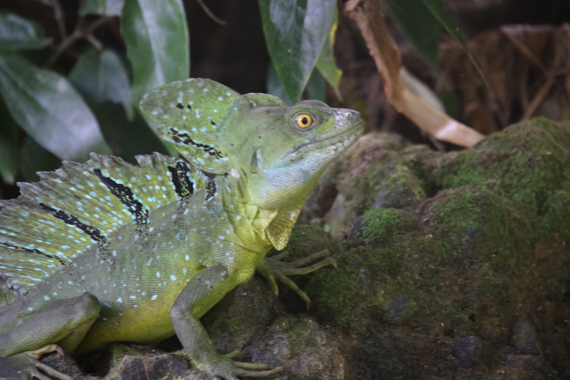 Day 19: 3rd Mar 2024 – Cahuita -> Tortuguero