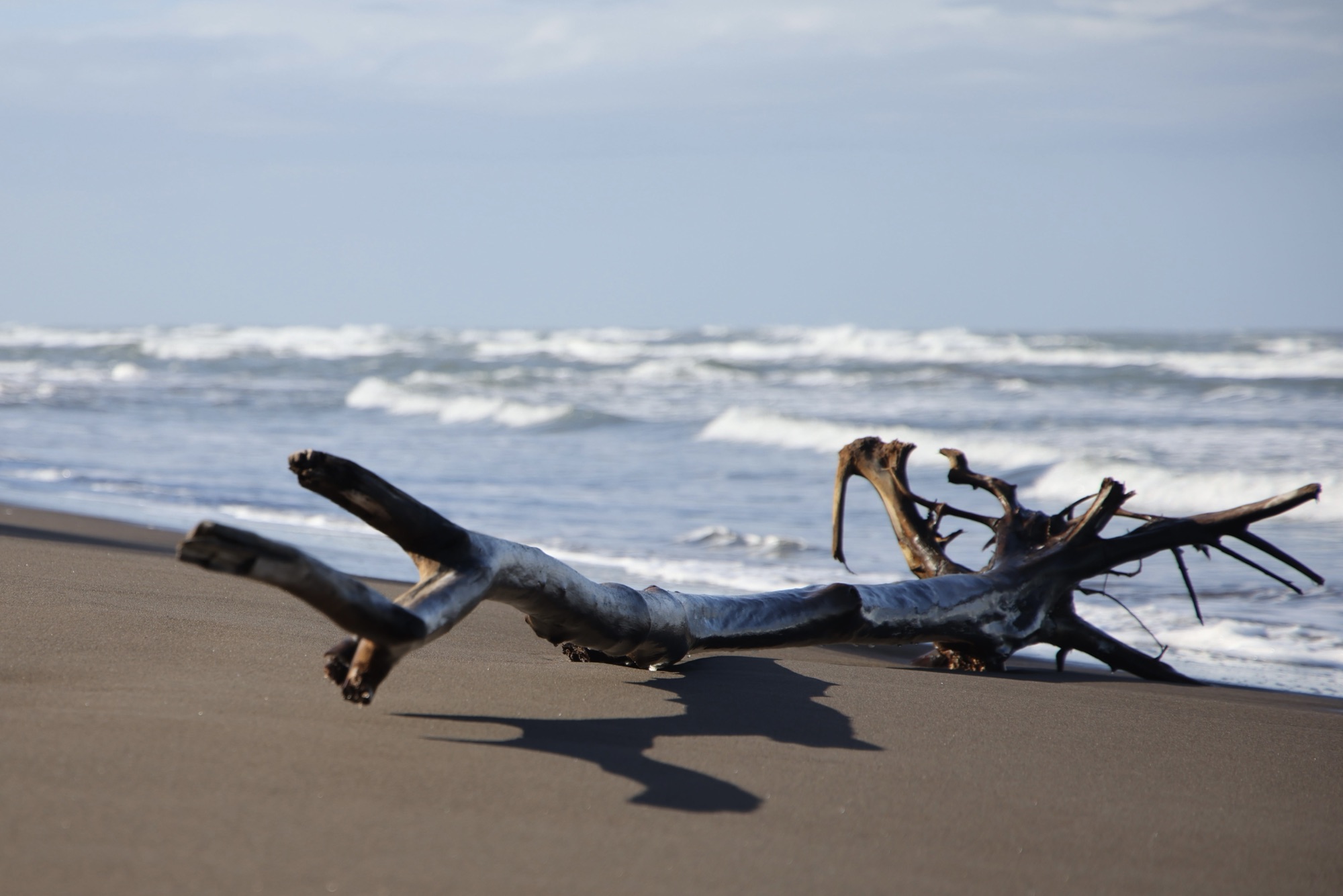Day 20: 4th Mar 2024 – Tortuguero