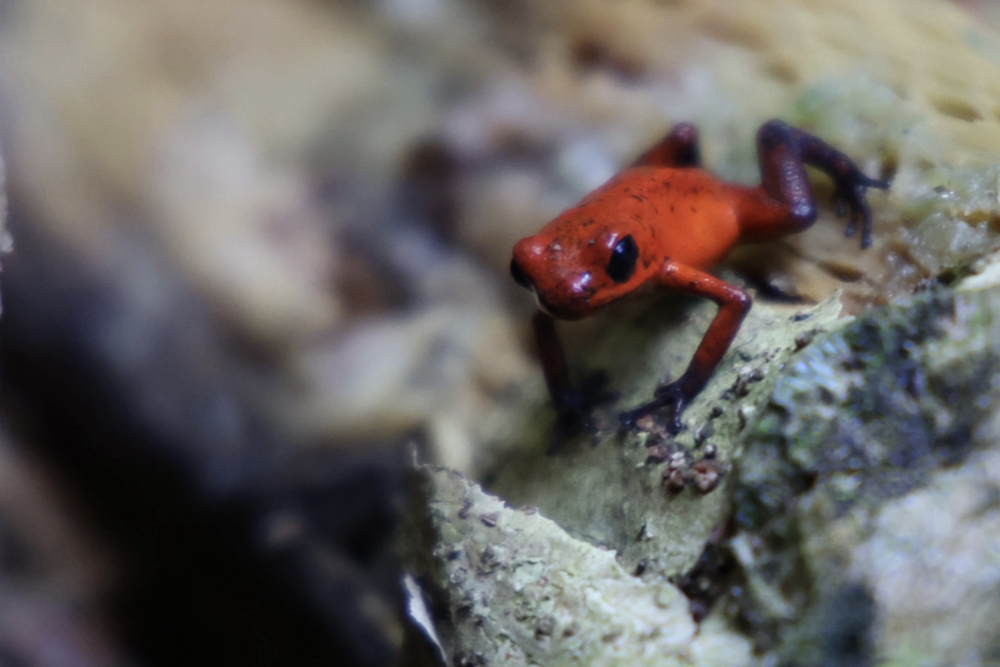 Day 21: 5th Mar 2024 – Tortuguero