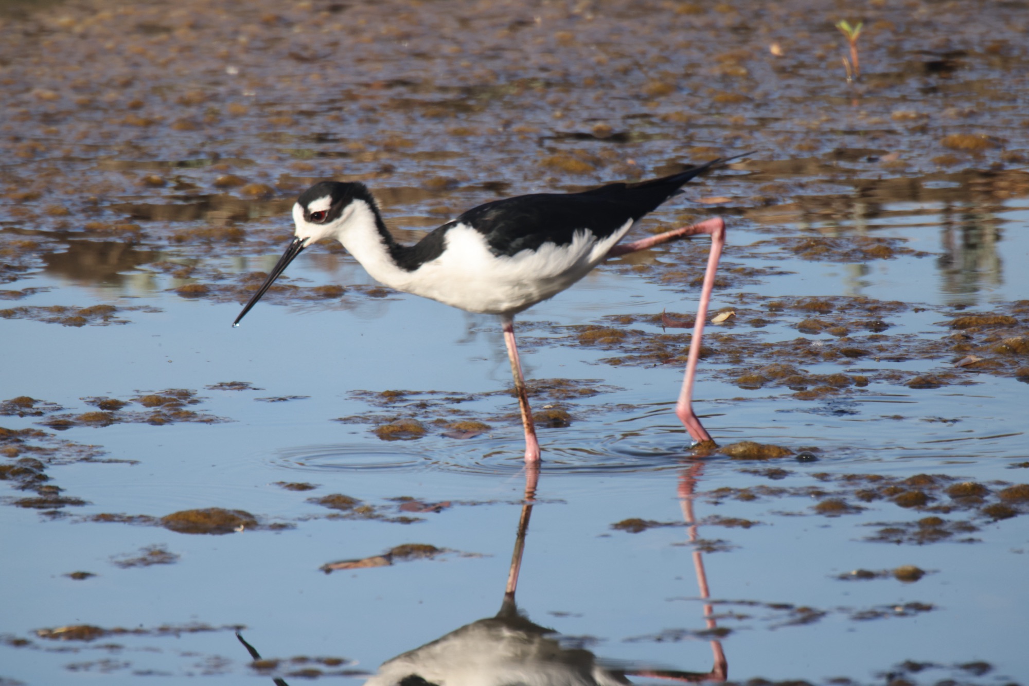 Day 32: 16th Mar 2024 – La Ensenada Lodge – Atlantic Ocean
